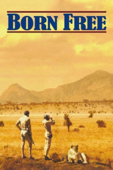 poster Born Free  (1966)